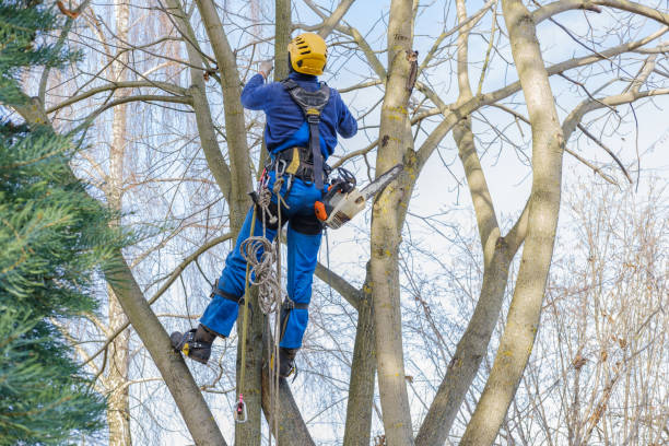 Leaf Removal in Shingletown, CA